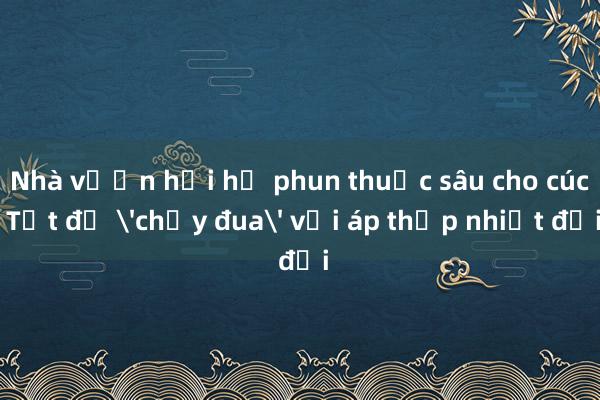 Nhà vườn hối hả phun thuốc sâu cho cúc Tết để 'chạy đua' với áp thấp nhiệt đới